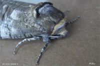 Cossus cossus