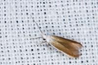 Coleophora