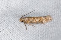 Scrobipalpa