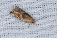 Ancylis comptana