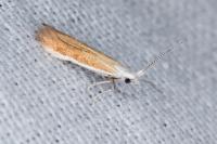Coleophora