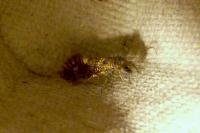 Dyseriocrania subpurpurella