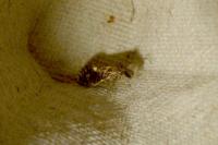 Dyseriocrania subpurpurella