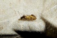 Dyseriocrania subpurpurella