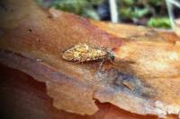 Dyseriocrania subpurpurella