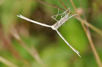 Emmelina monodactyla