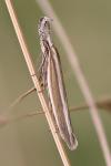 Pleurota aristella