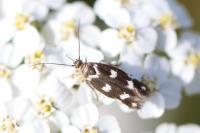 Scythris scopolella