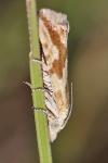 Thiodia citrana