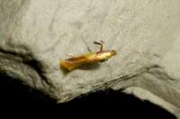 Caloptilia alchimiella