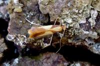 Caloptilia alchimiella
