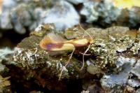 Caloptilia alchimiella