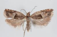 Ancylis sparulana