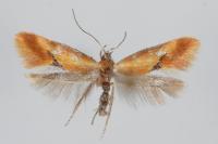 Batia lunaris