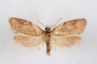 Capua vulgana