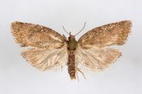Capua vulgana