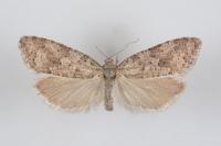 Cnephasia alticolana