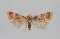 Diceratura infantana