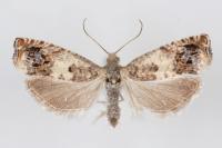 Epinotia subocellana