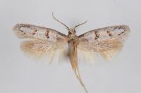 Symmocoides oxybiella