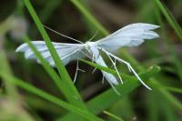 Pterophorus pentadactylus