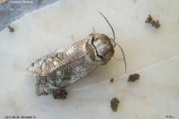Cossus cossus