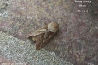 Triodia sylvina