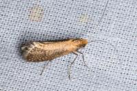 Nematopogon