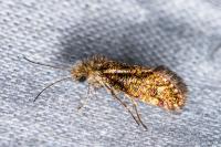 Dyseriocrania subpurpurella