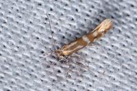 Phyllonorycter