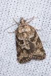 Cnephasia