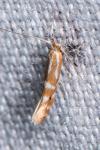 Phyllonorycter