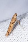 Caloptilia honoratella