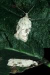 Acleris kochiella