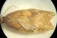Acleris rhombana