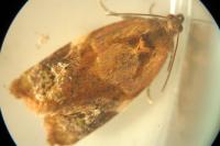 Ditula angustiorana
