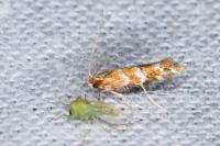 Cameraria ohridella