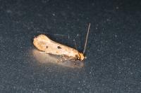 Tinea trinotella