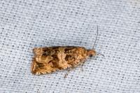 Celypha cespitana