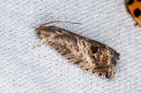 Cydia splendana