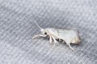 Niphonympha dealbatella