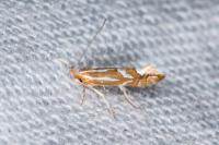 Phyllonorycter