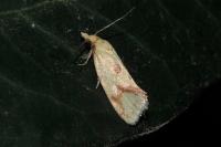 Agapeta hamana