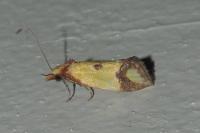 Agapeta zoegana