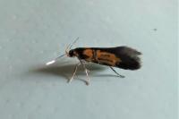 Schiffermuelleria schaefferella