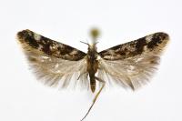 Caryocolum interalbicellum