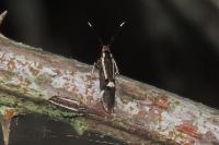 Esperia sulphurella