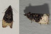 Hedya ochroleucana