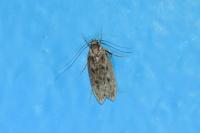 Hofmannophila pseudospretella
