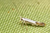 Lyonetia clerkella